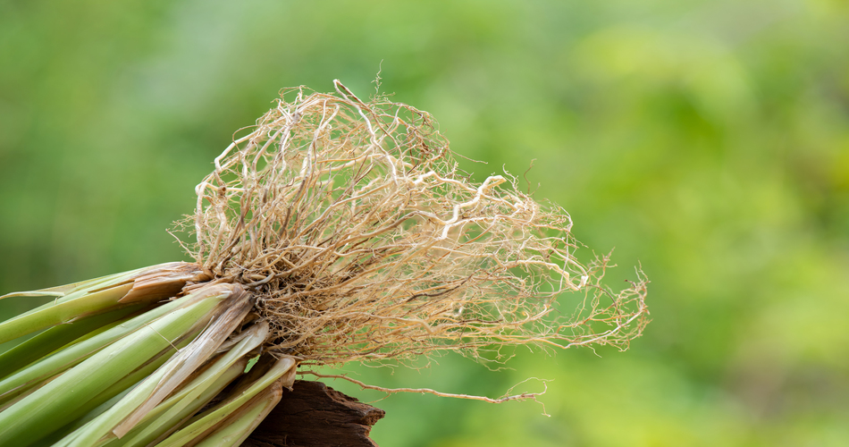 Vetiver: Indonesia's Signature Scent