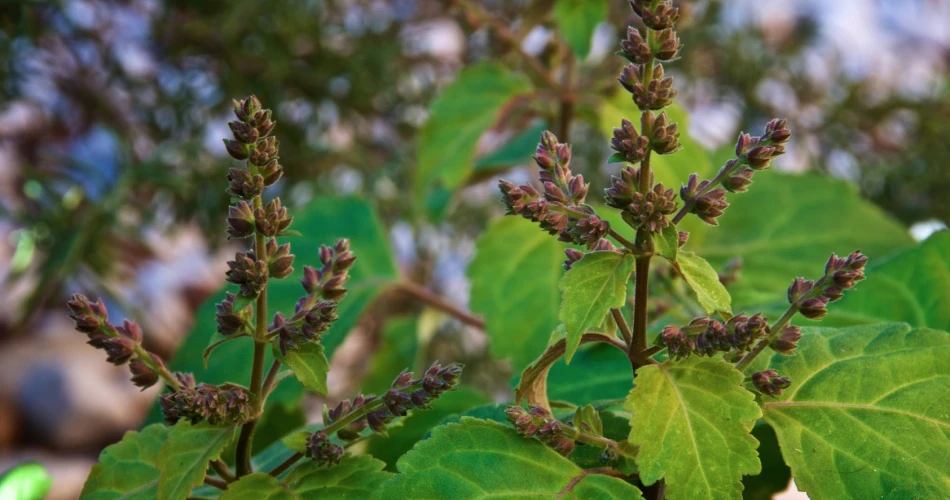 A Closer Look at "Nilam"