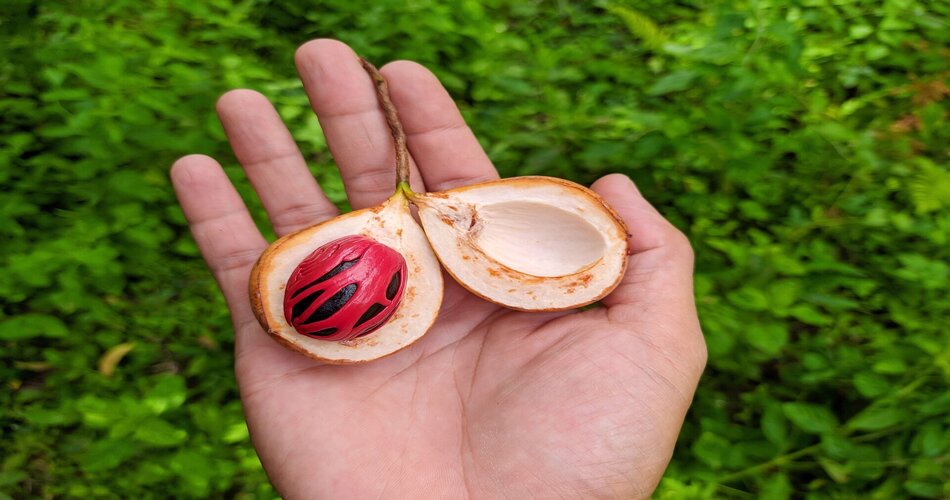 Indonesian Nutmeg Oil: A Global Aromatic Miracle