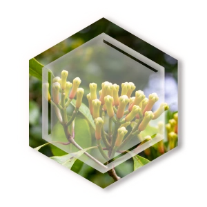 Creations from Nature