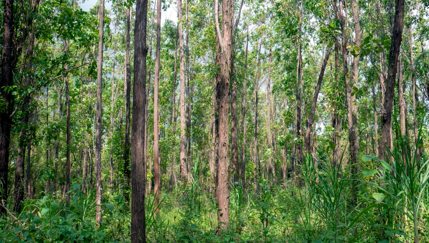 Creations from Nature